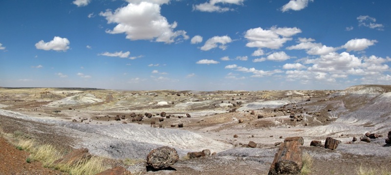 petrified forest