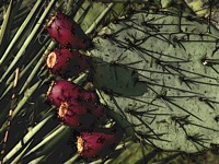 prickly pear