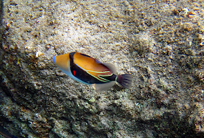 hum fish