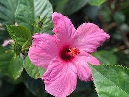 hibiscus