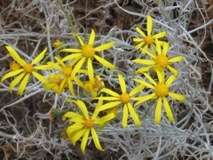 Threadleaf Groundsel - Happy Jack, Arizona