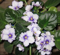African Violet
