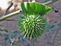 datura
