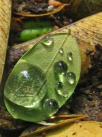 dew drop