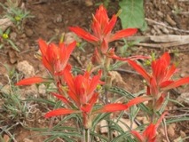 Arizona Paintbrush