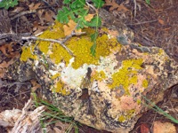 lichen