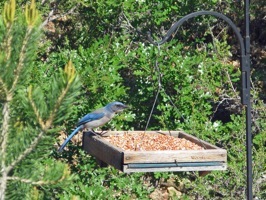 blue jay
