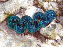 Giant Clam - Taha'a Reef