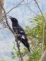pied currawong