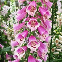 foxglove