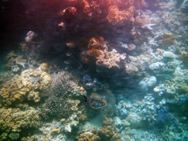 great barrier reef