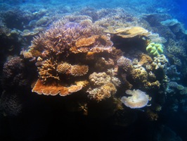 great barrier reef