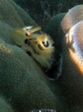 Cylindrical Coral Polyp	- Aitutaki, Cook Islands