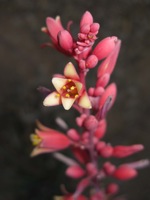 red yucca