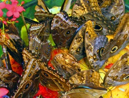 Butterfly Experience