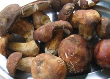 Trastevere Shrooms -  Rome