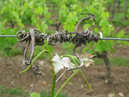 vine tendril