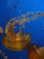 jellyfish