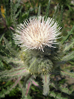 thistle