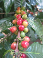 coffee beans