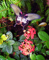 Butterfly experience