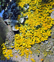 lichen