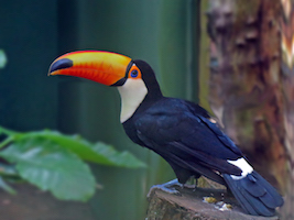 toucan