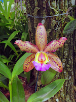 orchid
