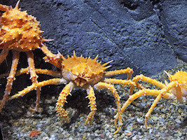 King Crab