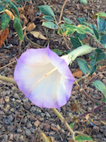 datura