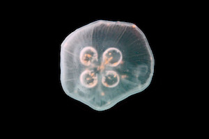 jelly fish