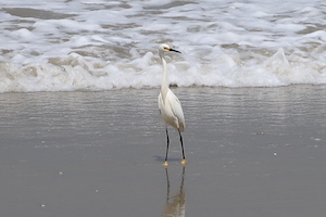egret
