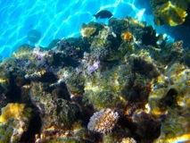 color on the reef