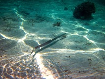 Trumpet fish