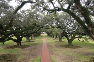 oak alley