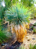 Yucca