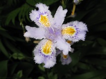 iris
