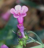 penstemon