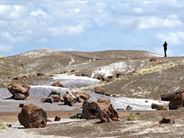 petrified forest