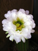 cactus flower