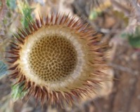 Fibonacci Seed Distribution Thistle Husk