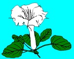 Sacred Datura
