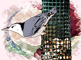 nuthatch