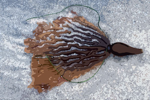 Seaweed