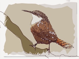 Canyon Wren