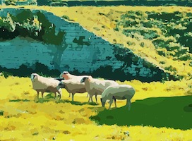 sheep