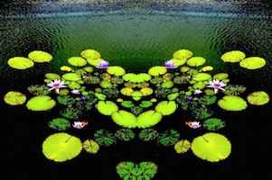 Lily pad